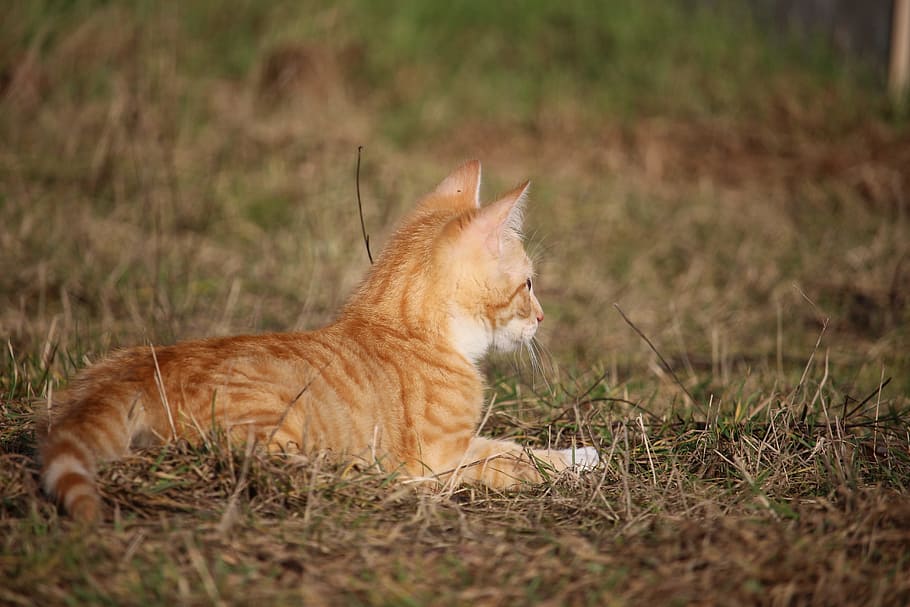cat, kitten, young cat, mackerel, red cat, red mackerel tabby HD wallpaper