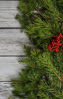 HD wallpaper: closeup photo of green Christmas tree, background ...