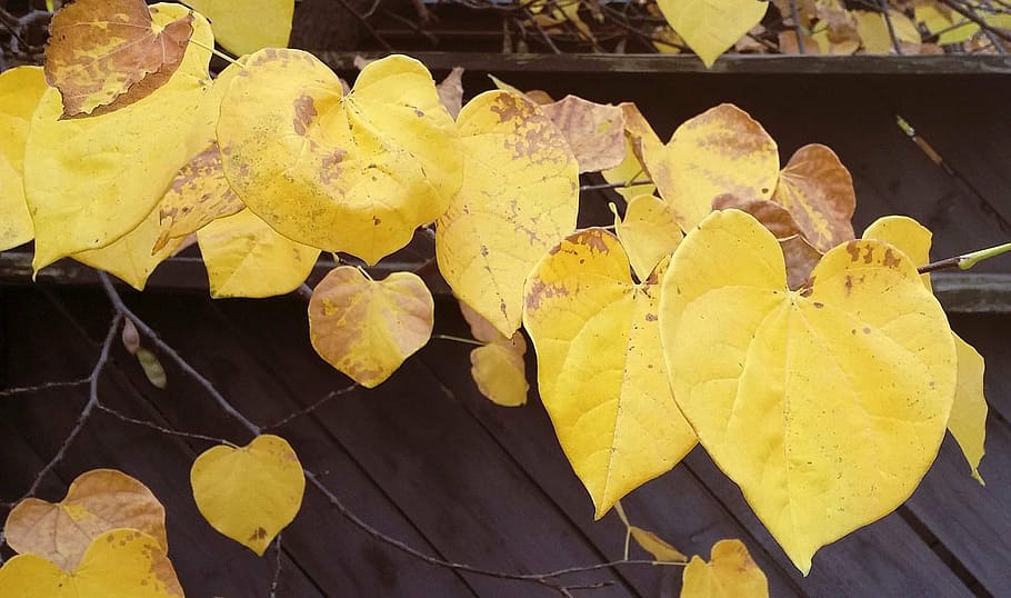 fall leaves, yellow, wood, fence, tree, autumn, leaf, branches, HD wallpaper