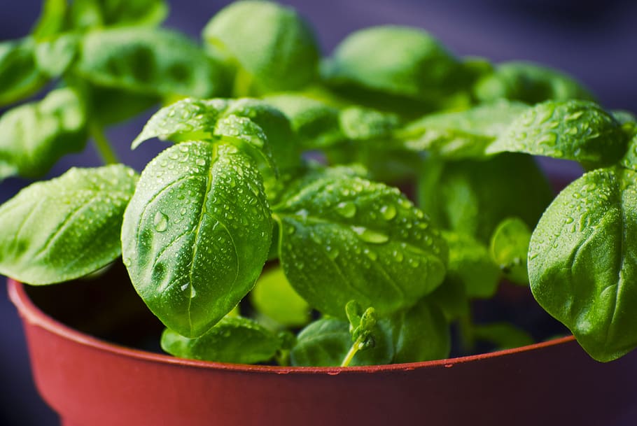 selective focus photography of green leaf plant, basil, herbs, HD wallpaper