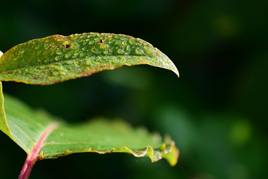 dew, morgentau, leaf, green, close, summer, strong, wet, moist HD wallpaper
