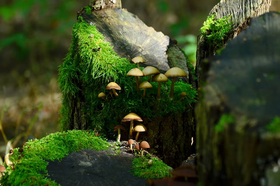 photography of black wood log with mushrooms, forest, moss, nature