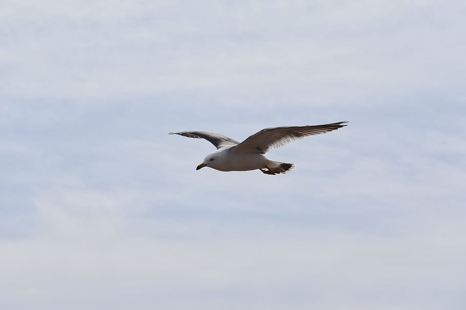 Animal, Cloud, Beach, Sea Gull, sky, seagull, seabird, wild animal HD wallpaper