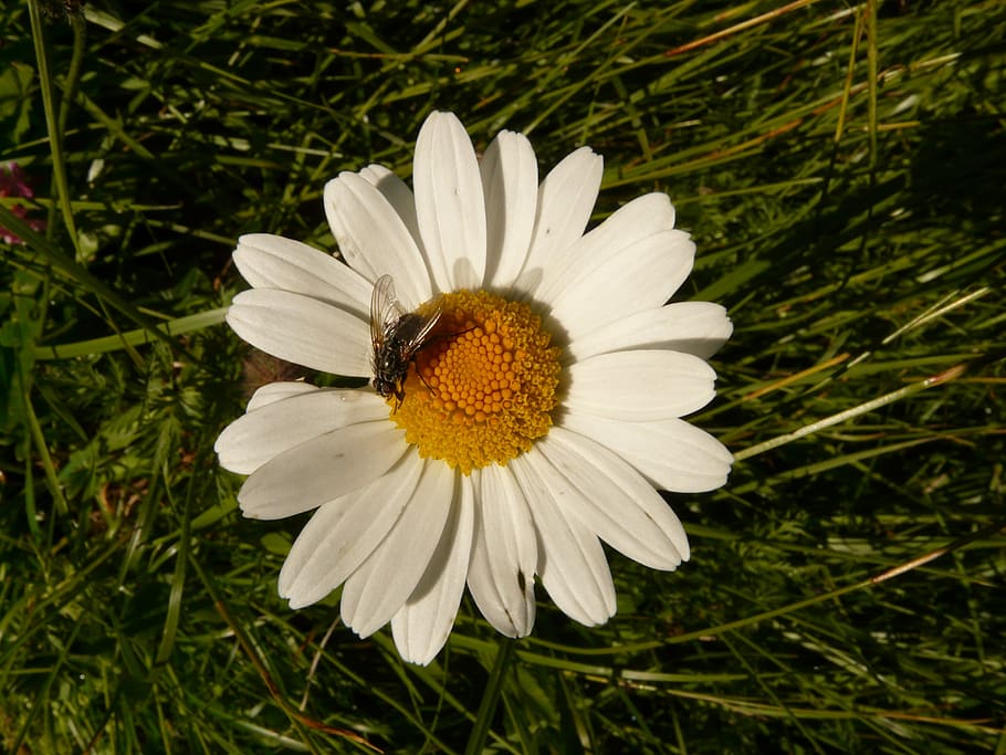 margarithe, flower, white, plant, fly, summer, flowering plant HD wallpaper