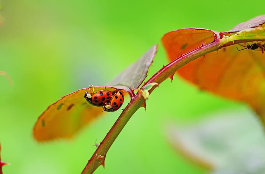 tilt shift lens photography of two ladybugs, harlequin, copulation HD wallpaper