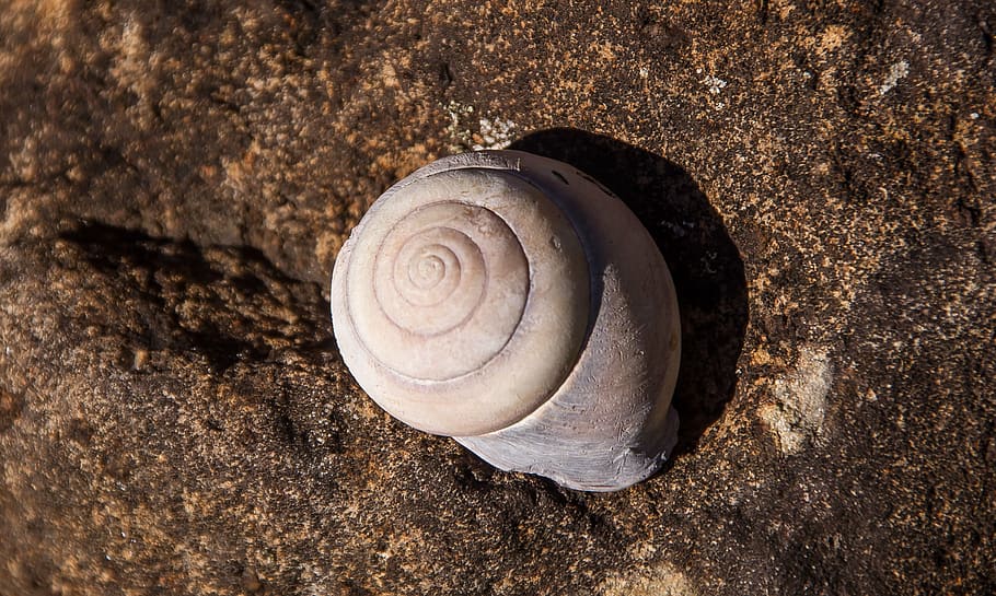 snail, shell, large, spiral, pattern, queensland, australia HD wallpaper