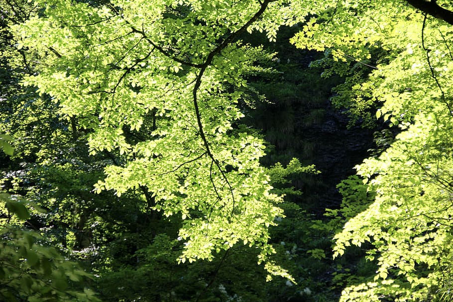 spring, green, trees, nature, leaves, plant, growth, green color HD wallpaper