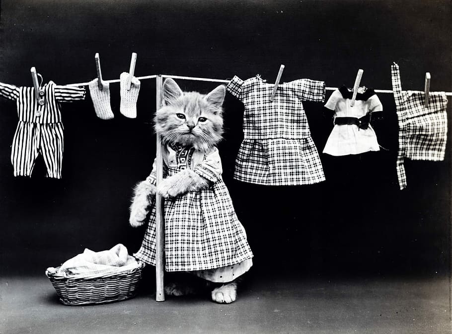 grayscale photo of cat wearing dress leaning on stick, kitten HD wallpaper