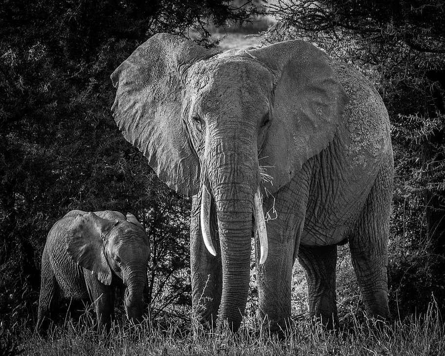 Two elephants. Фотообои слоны. Слон и Слоненок. Слониха со слоненком. Фотообои со слонами.