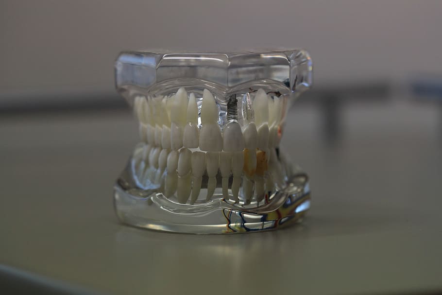 clear glass mouth paperweight, Dentistry, Dentals, Teeth, Model