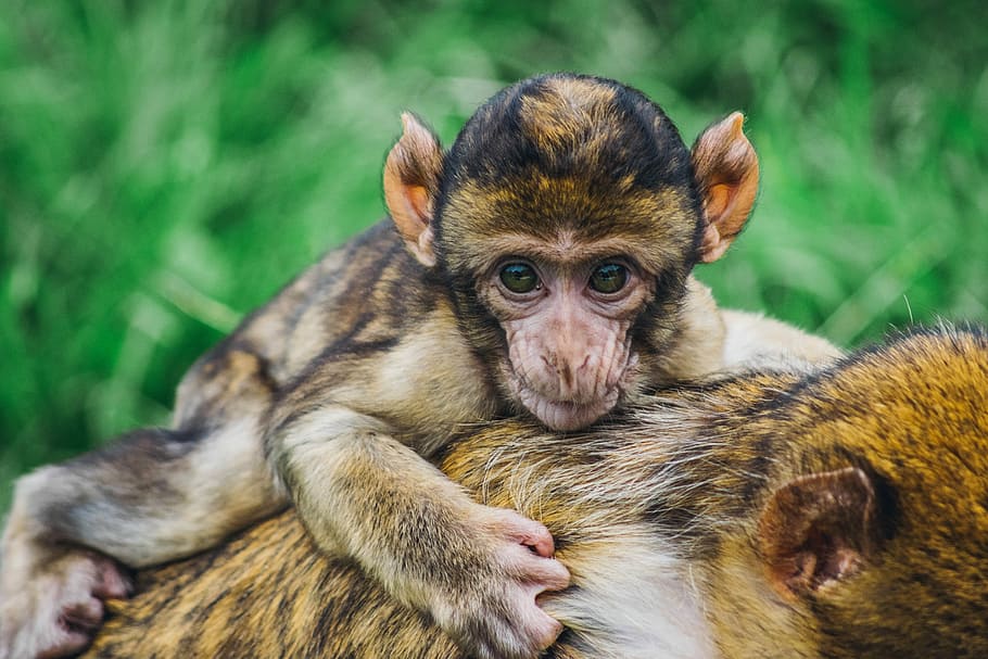 brown and black monkey, closeup photo of brown baby primate on mother's back, HD wallpaper