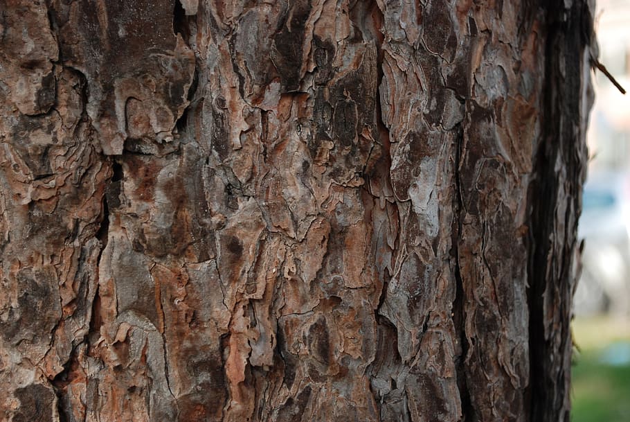 tree, bark, brown, nature, wood, textured, tree trunk, plant HD wallpaper