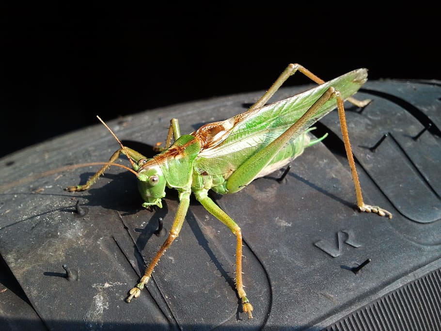Grasshopper, Sun, Insect, green, animal wildlife, one animal HD wallpaper