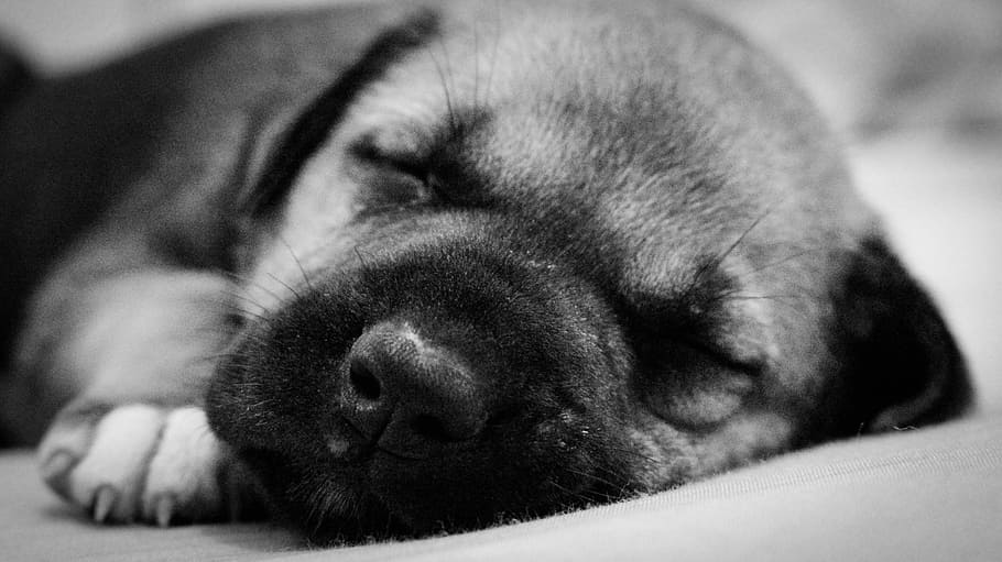 Puppy, Sleeping, dog, pets, one animal, animal themes, domestic animals HD wallpaper