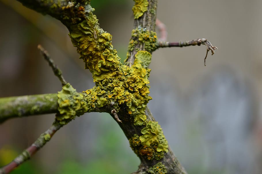 weave, moss, branch, close, macro, plant, weathered, vegetation HD wallpaper