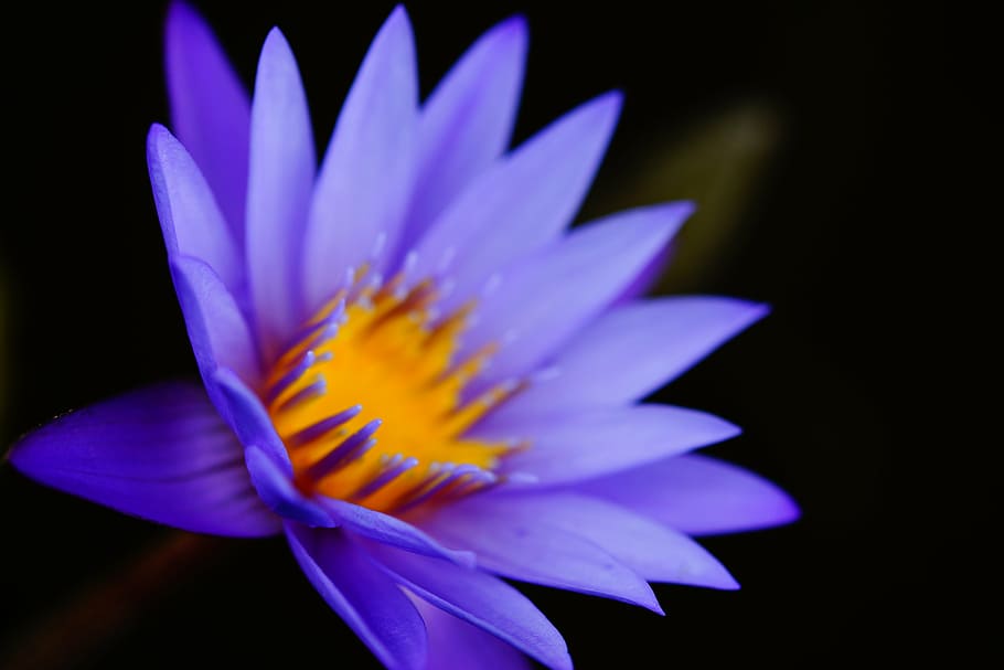 closeup photo of purple petaled flower, focus, photography, lotus, HD wallpaper