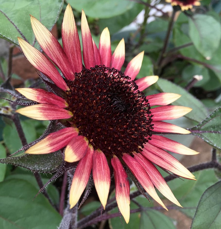 Sunflower, Bloom, Botanical, colorful, red petals, fragility HD wallpaper