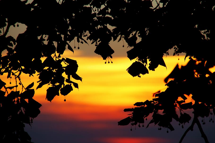 sky, evening, sunset, branch, beauty in nature, plant, silhouette HD wallpaper