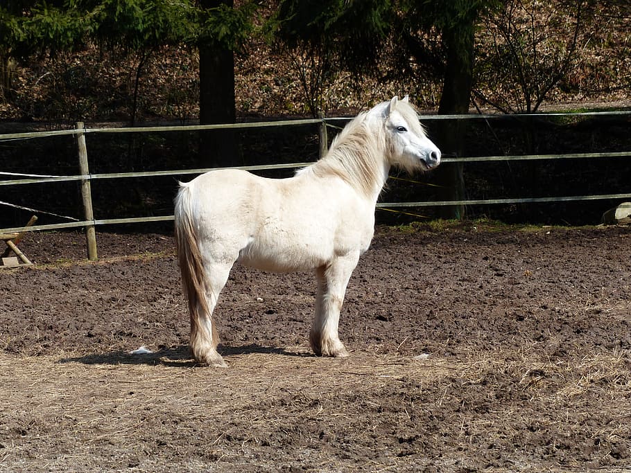 white horse standing on soil under sunny sky, Pony, Pleasure Horse, HD wallpaper