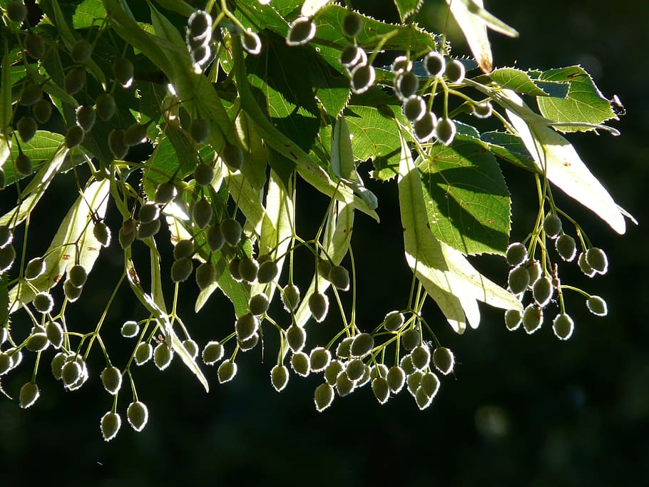 Seeds, Linde, Tree, Back Light, linden seeds, fruits, winter linde HD wallpaper