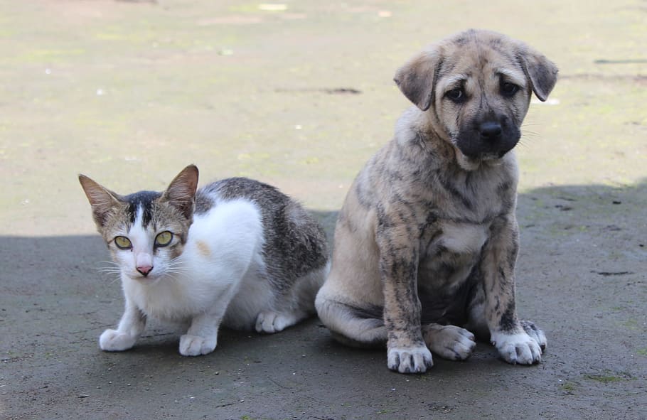 short-coated brindle puppy sitting beside cat, pet, cute, animal