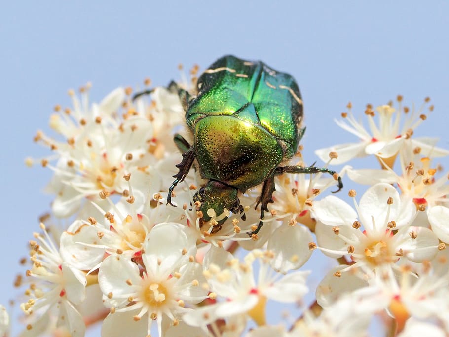 insect, flowers, macro, flowering plant, animal themes, invertebrate HD wallpaper