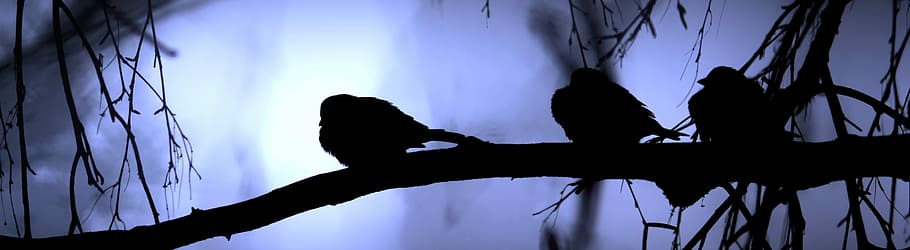 silhouette photo of three birds perched on tree brand, Refrigerator HD wallpaper