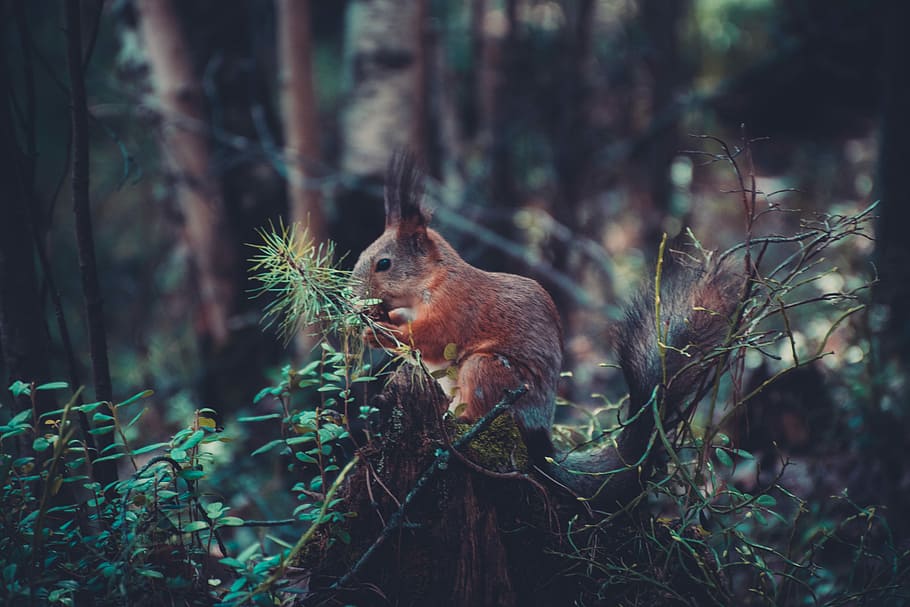 brown rabbit eating plants, brown squirrel standing on green leaf plant HD wallpaper