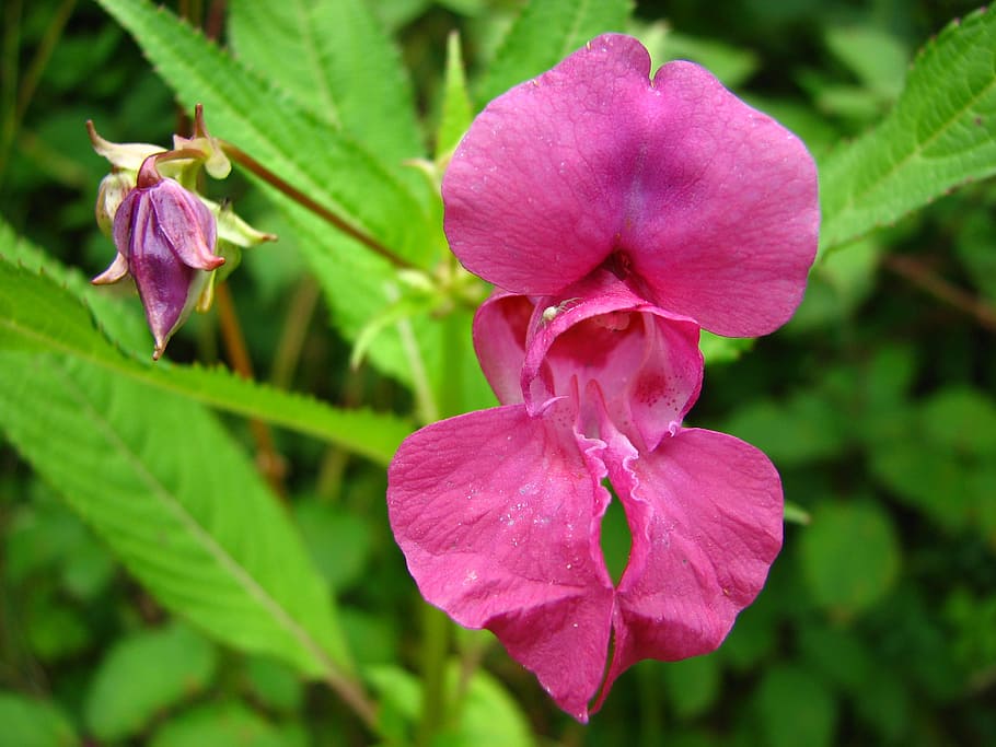 indian springkraut, balsam, blossom, bloom, pink, purple, wuppertal orchid, HD wallpaper
