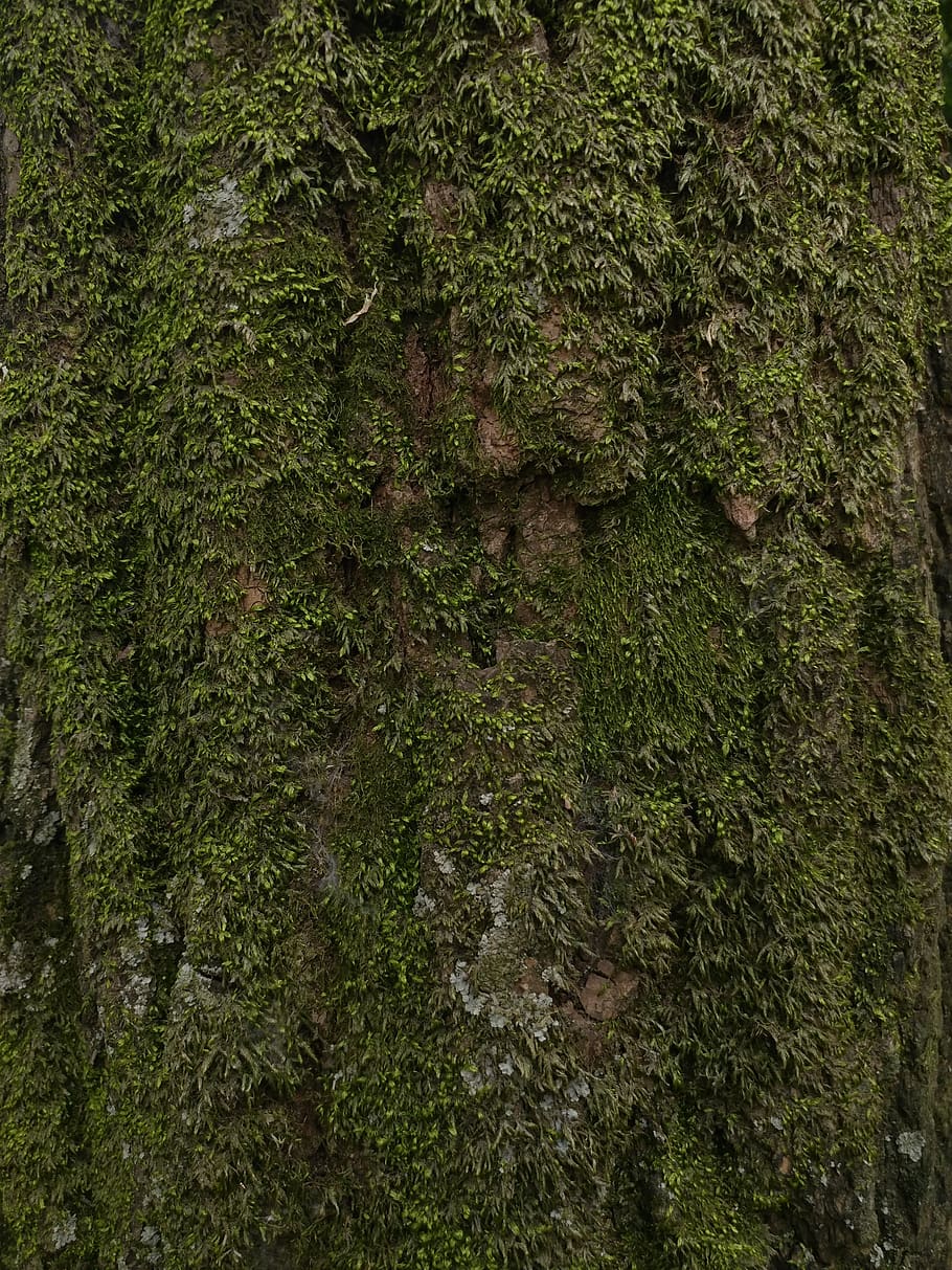 tree, pine, moss, plant, growth, green color, tree trunk, full frame HD wallpaper