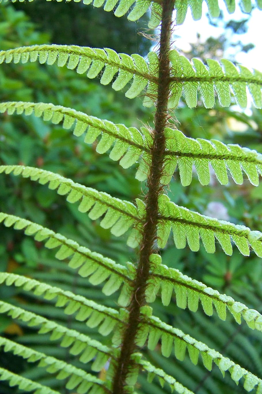 ferns, green, leafy, foliage, leaves, greenery, flora, abstracts HD wallpaper