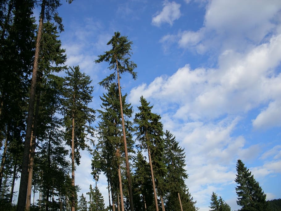 firs, forest, spruce, clouds, sky, nature, sky view, top, tree HD wallpaper
