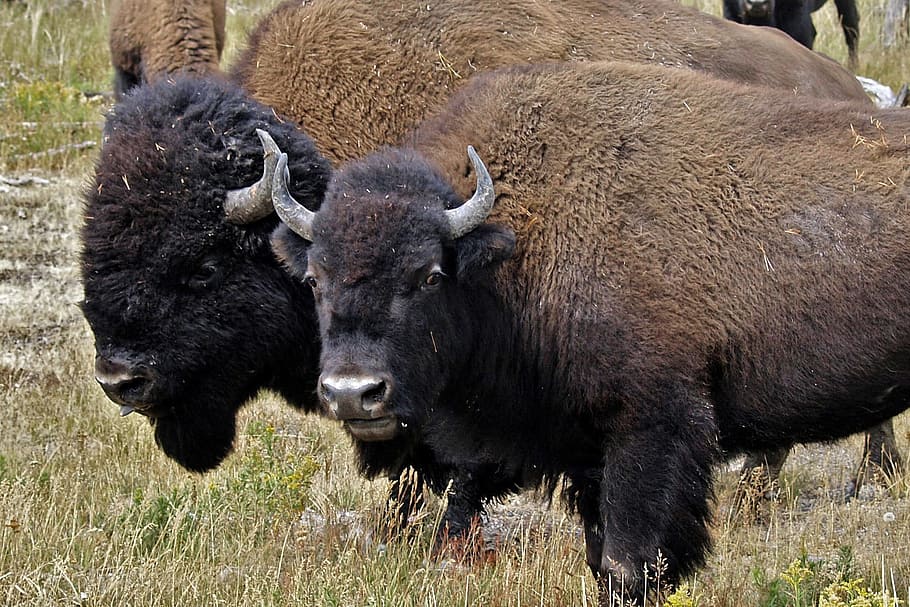 two Yuk on grass field during daytime close-up photo, bison, head, HD wallpaper
