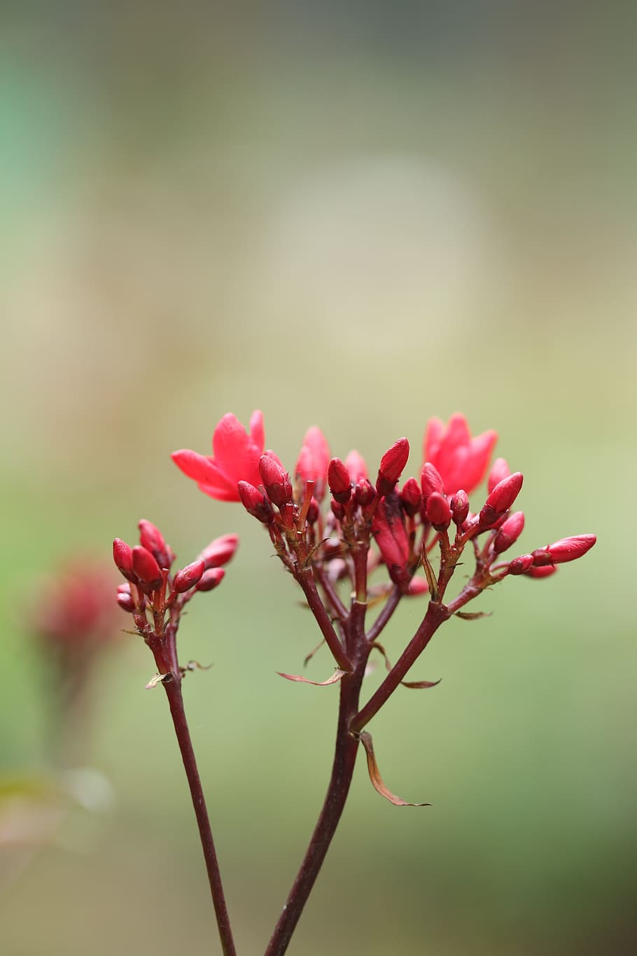 flower, red, spring, green, plant, nature, grow, outdoor, life HD wallpaper