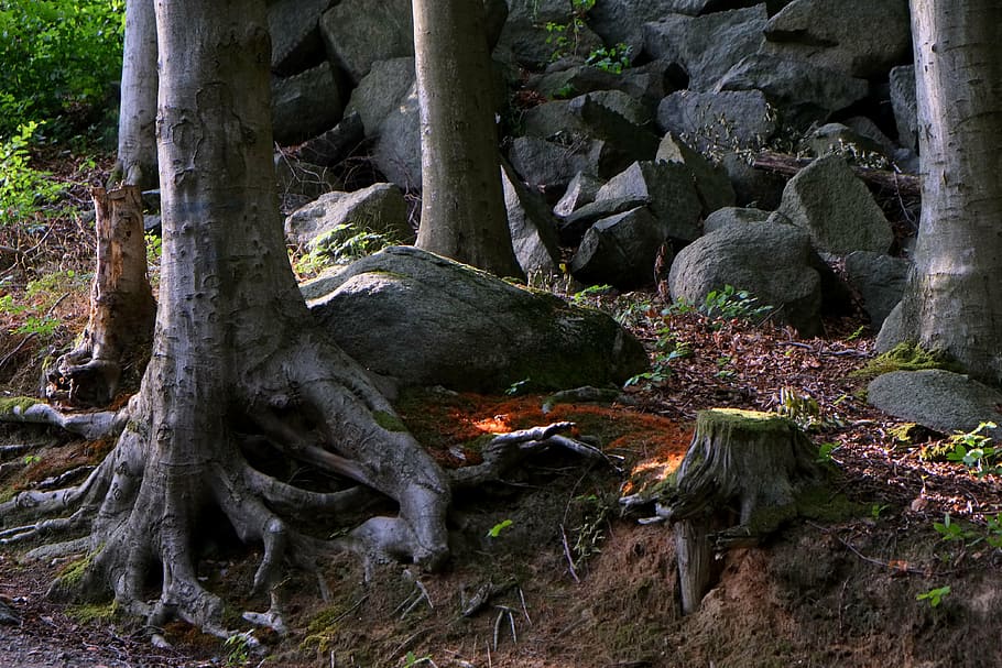 root, steadfast, tree, log, nature, old, wood, gnarled, grain HD wallpaper