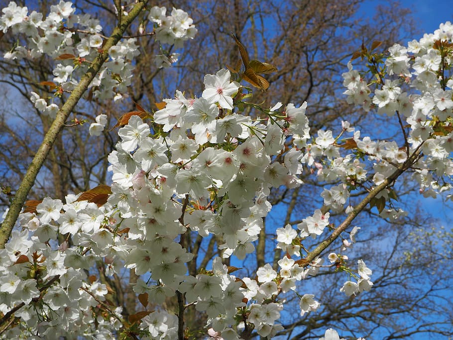 flowers, tree, spring, blossom, plant, flowering plant, fragility HD wallpaper