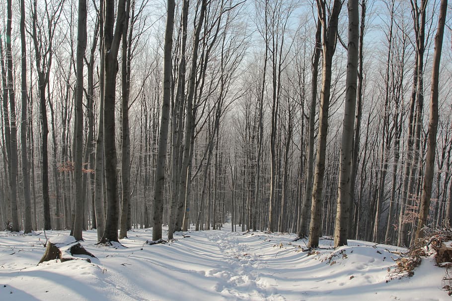 Winter, Forest, Tree, Spacer, Snow, poland, way, mountains HD wallpaper