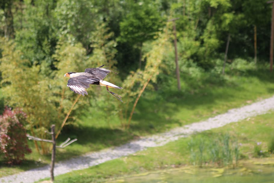 birds, flight, hover, animal themes, animal wildlife, animals in the wild HD wallpaper