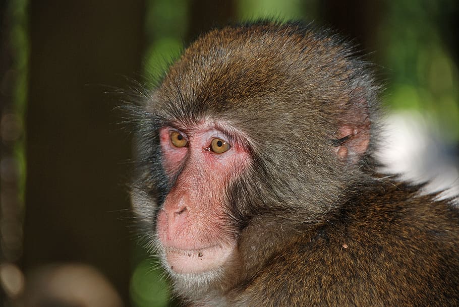 makake, monkey, wildlife photography, monkey portrait, primate, HD wallpaper