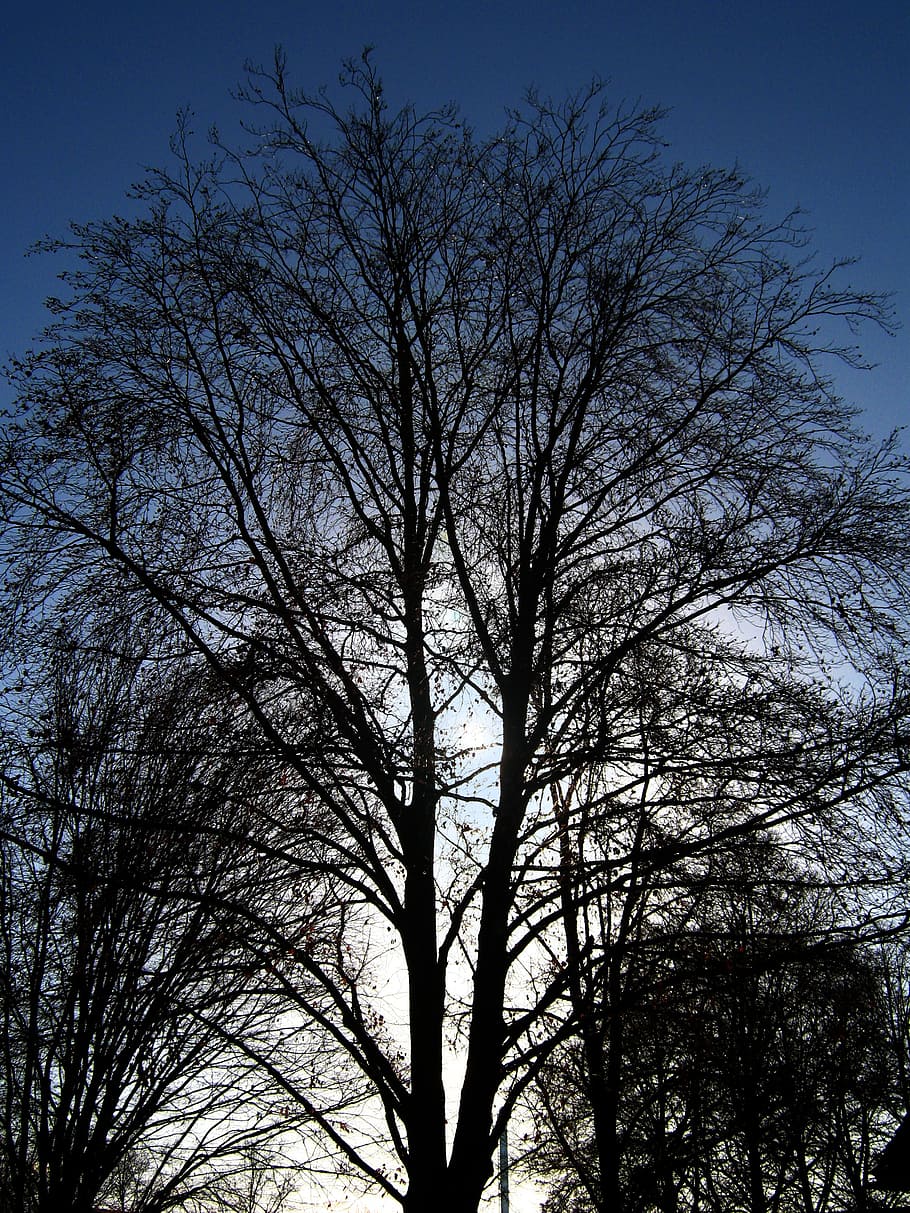 tree, kahl, winter, branches, aesthetic, sky, plant, bare tree HD wallpaper