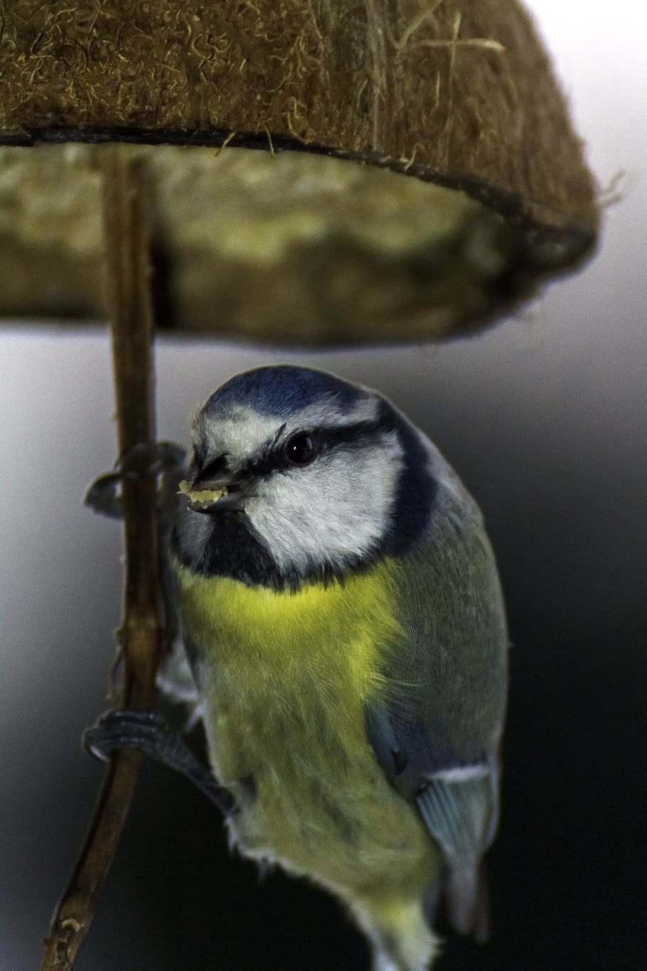 bird, tit, food, winter, autumn, blue tit, nature, garden, animal, HD wallpaper