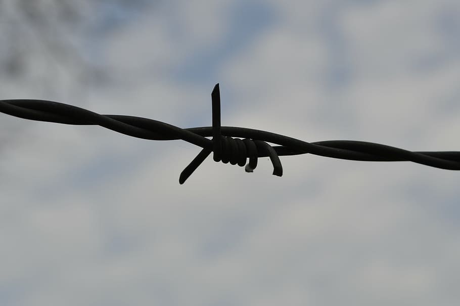 barbed wire, iron, closing, macro, flying, animal themes, bird HD wallpaper
