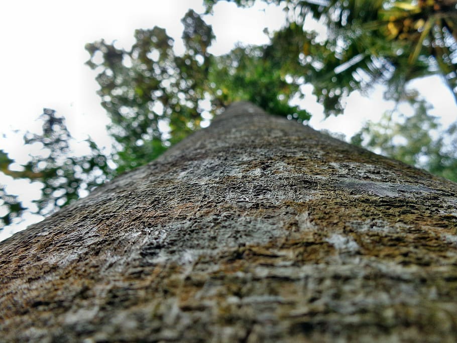 Tree, Trunk, Bark, Plant, Nature, big, green, forest, wood HD wallpaper