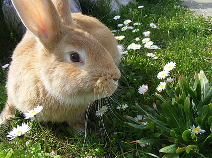 brown rabbit on green grass, bunny, pets, animals, mammal, plant HD wallpaper