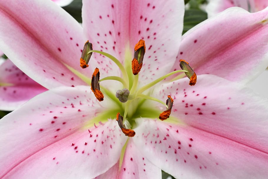 pink lily in bloom macro photo, blossom, flower, white, green, HD wallpaper