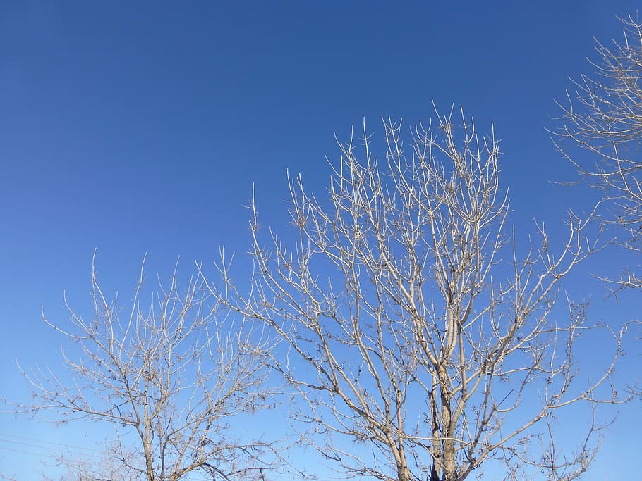 trees, branches, bright day, sky, clear, blue, white, winter HD wallpaper