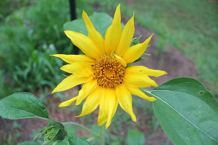 nature, summer, flora, leaf, flower, sunflower, flowering plant HD wallpaper