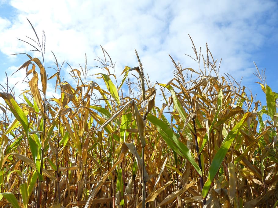 cornfield, autumn, sky, agriculture, blue, summer, edge of field HD wallpaper