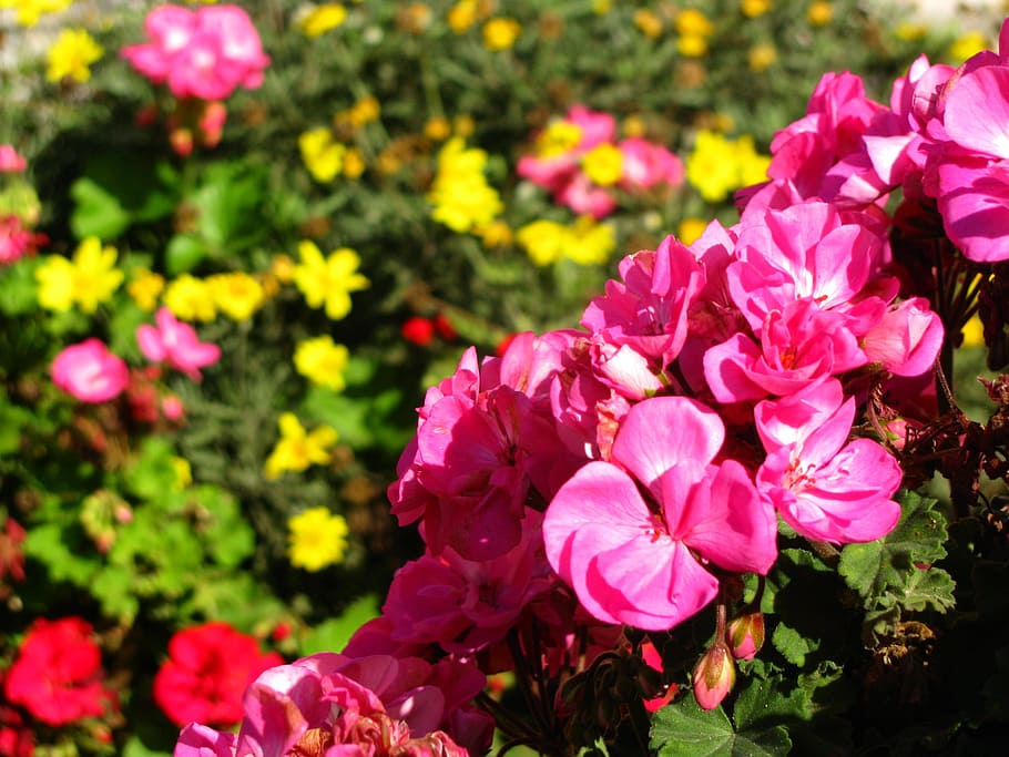 geranium, flower, pink, flowering plant, freshness, fragility HD wallpaper