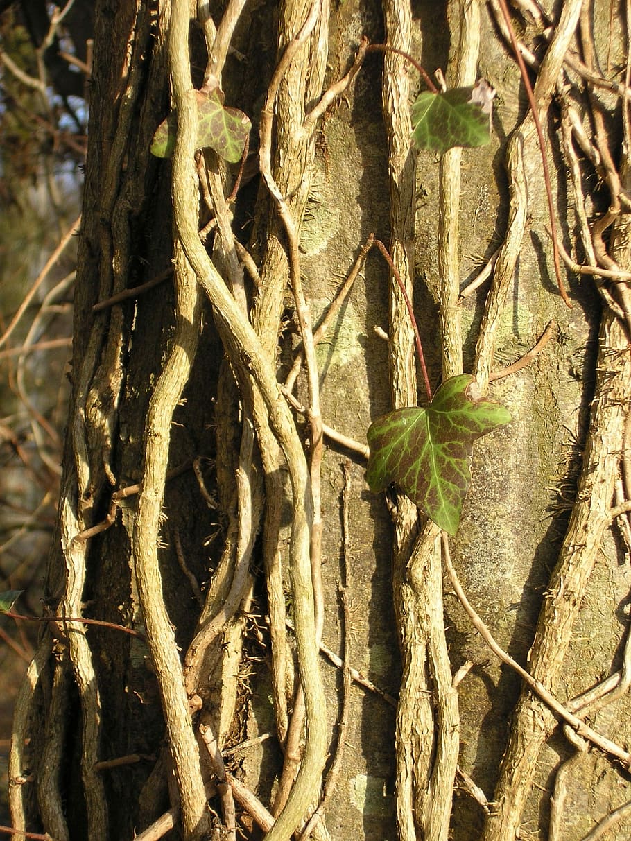 Tree, Ivy, Trunk, Wood, Green, Bark, one animal, animal wildlife HD wallpaper